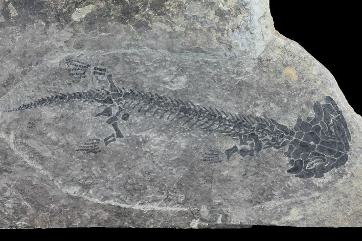 Discosauriscus (Early Permian Reptiliomorph) #76372